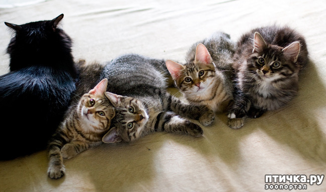 ���� 1: ����� - ���...