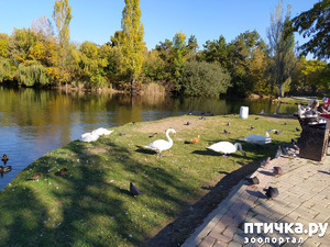 фотография: Птицы парка фото: Птицы парка