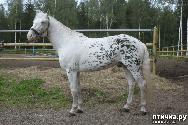 фото 1: Алтайские лошади