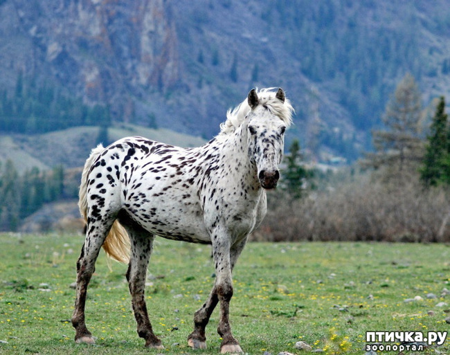 фото 2: Алтайские лошади
