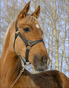 фото 3: Алтайские лошади