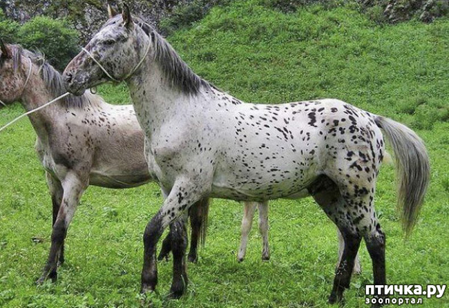 фото 4: Алтайские лошади