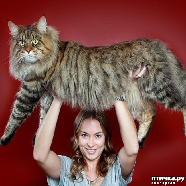 ���� 4: �������� ��� �����.