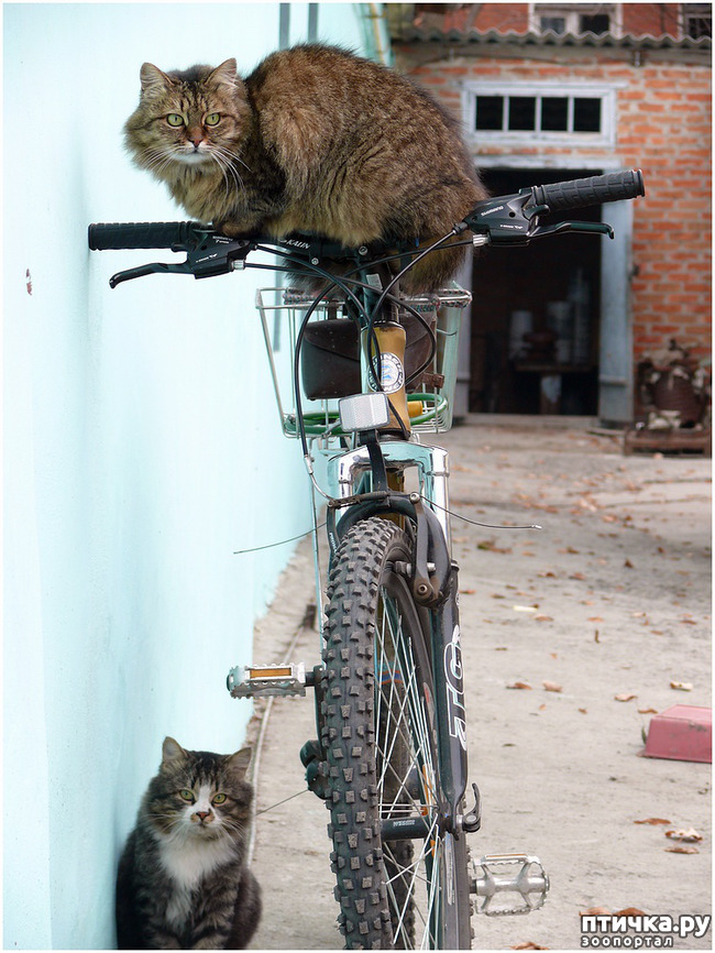 ���� 2: ���������