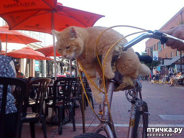 ���� 10: ���������