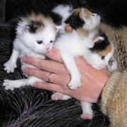 ���� 10: �������� ��� �����.