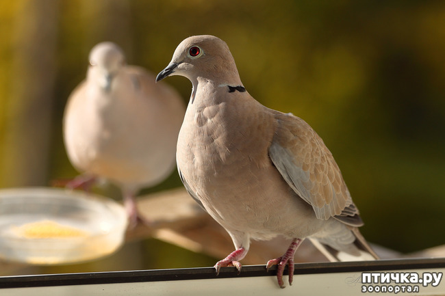 ���� 6: ����� ��������