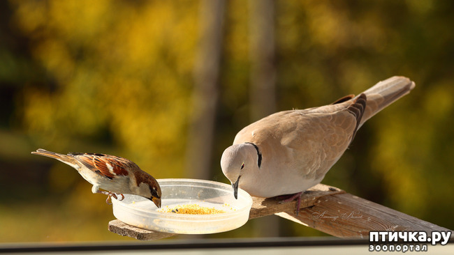 ���� 7: ����� ��������