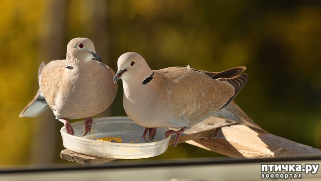 ���� 9: ����� ��������