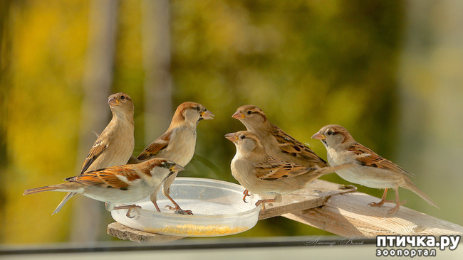 ���� 5: ����� ��������