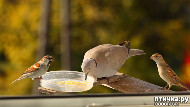 ���� 8: ����� ��������