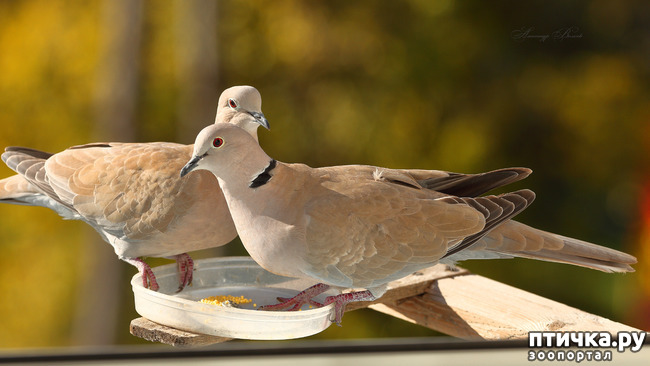 ���� 10: ����� ��������