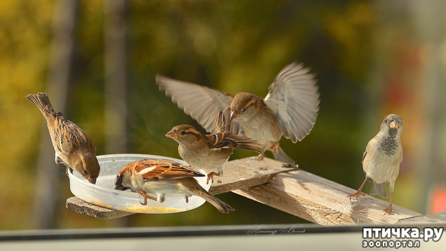 ���� 3: ����� ��������