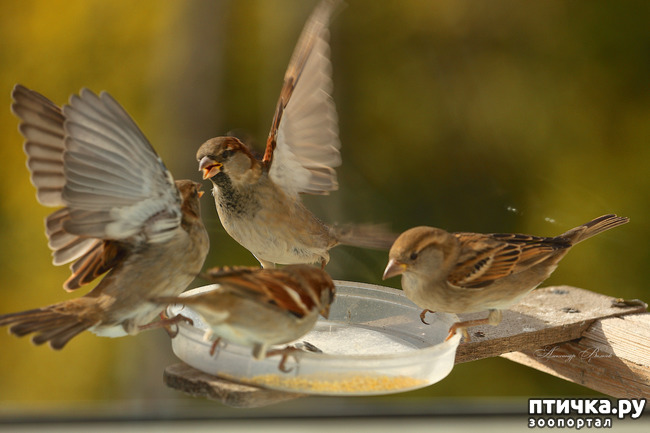 ���� 4: ����� ��������