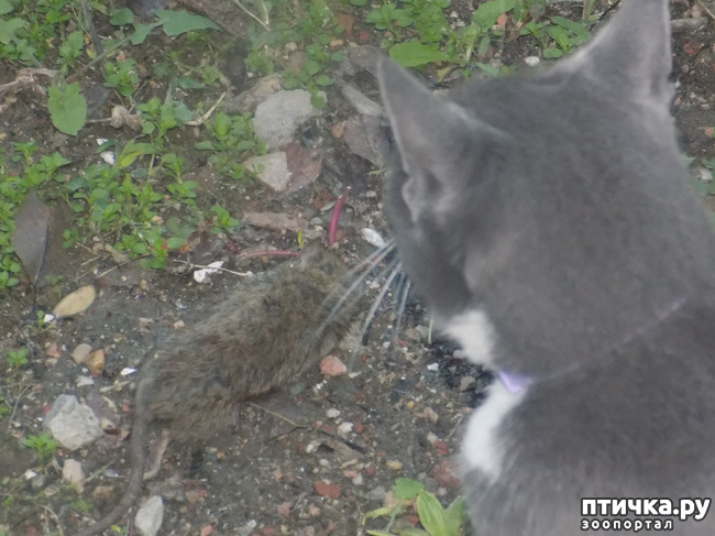 ���� 7: ������� ������� ��������