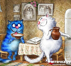 фотография: Белые кошки. Приметы фото: Белые кошки. Приметы