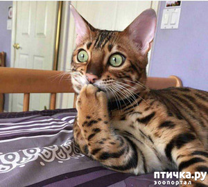 ����: �������, ������� ������� ���� ������������� ������ ������������ �����: