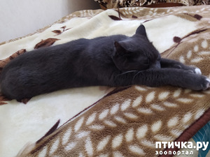 ����: ���������