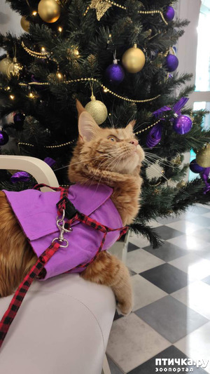 фотография: Из новогоднего) фото: Из новогоднего)