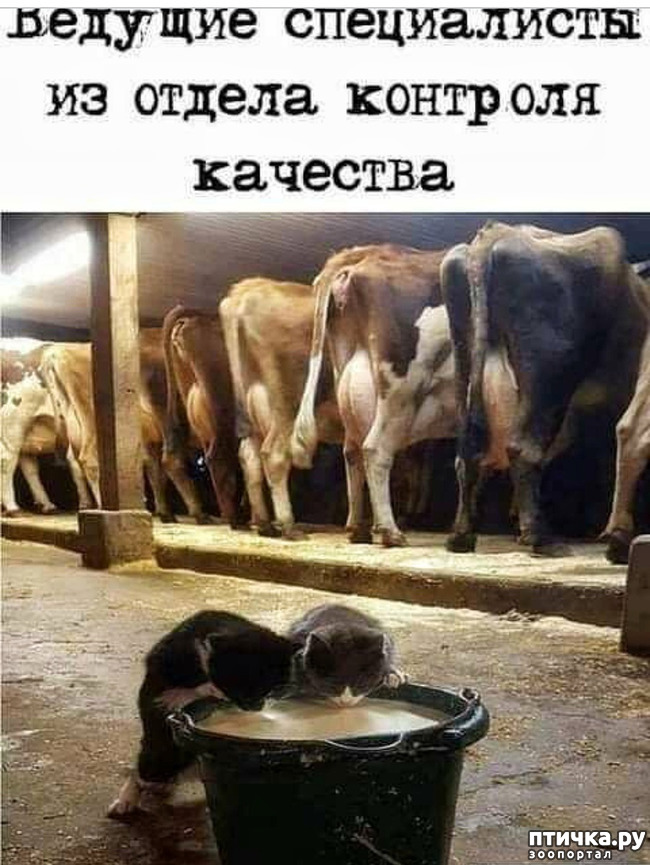 фото 7: За шоколадку дом и кроватка!