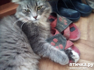 ����: ����� ����� ����� �������