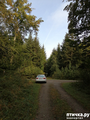 фотография: Наш осенний лес. фото: Наш осенний лес.