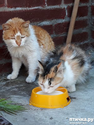 фотография: Птичка Пэгги и другие (продолжение, начало было вчера) фото: Птичка Пэгги и другие (продолжение, начало было вчера)