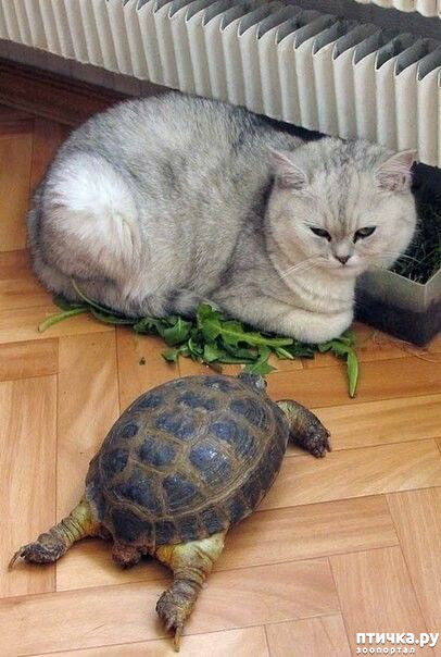 ���� 1: �� ��� ������, � ��� ����� ������ ��������... (����������� ����)