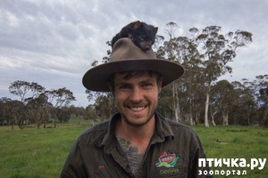 фотография: Тасманский дьявол фото: Тасманский дьявол