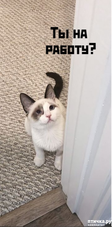 ���� 1: ��������