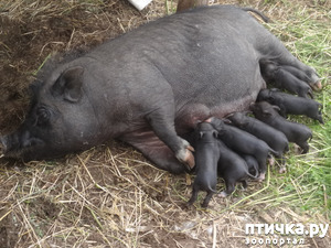 ����: ������� ���������