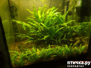 ����: �������������