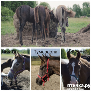 ����: � ����� ������������. ����� ����� ������, �����, ��� � �����.