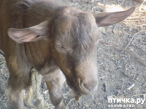 ����: ������� ��� ���.