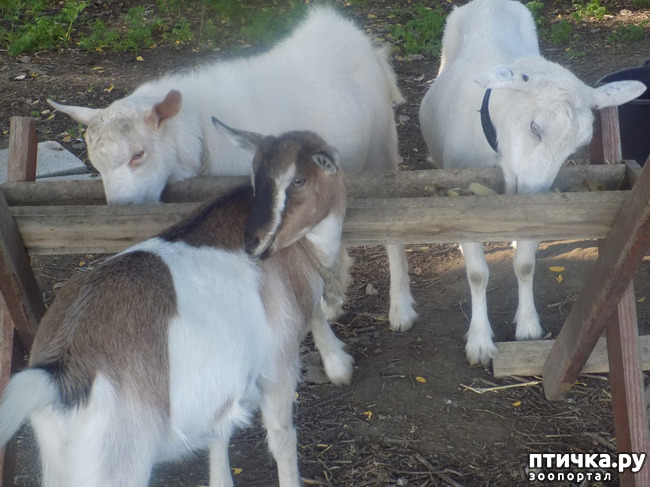 ���� 5: ������� ��� ���.