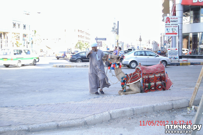 ���� 7: ������. ����������.