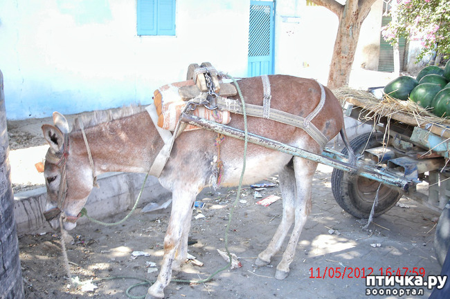 ���� 13: ������. ����������.