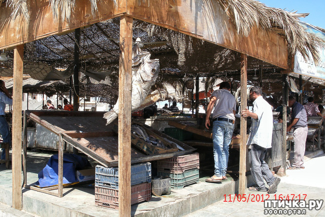 ���� 6: ������. ����������.