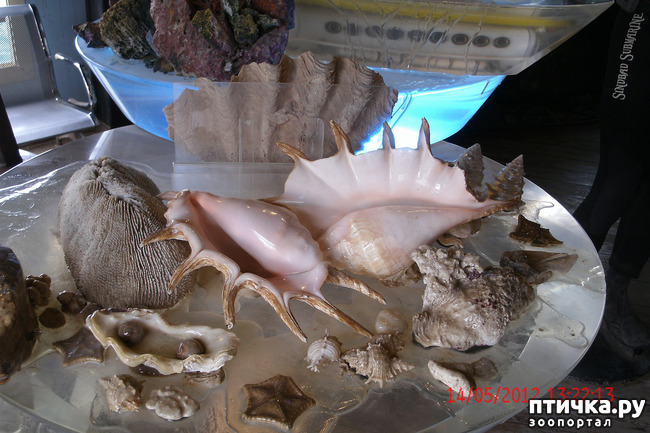 ���� 17: ������. ����������.