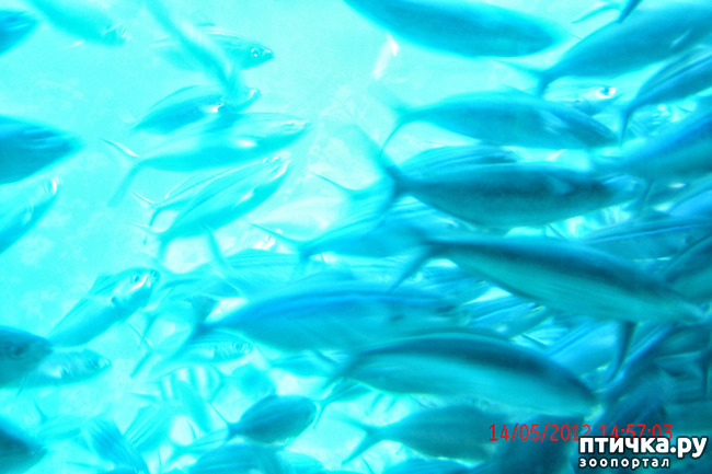 ���� 27: ������. ����������.