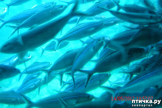 ���� 26: ������. ����������.