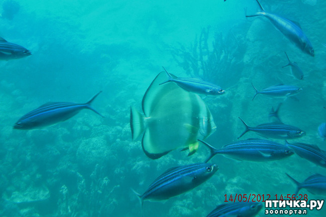 ���� 29: ������. ����������.