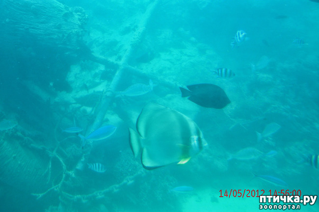 ���� 30: ������. ����������.