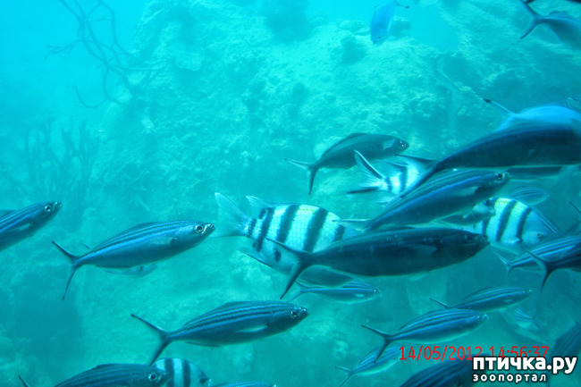 ���� 28: ������. ����������.