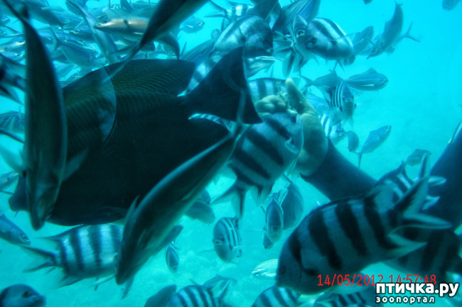 ���� 25: ������. ����������.