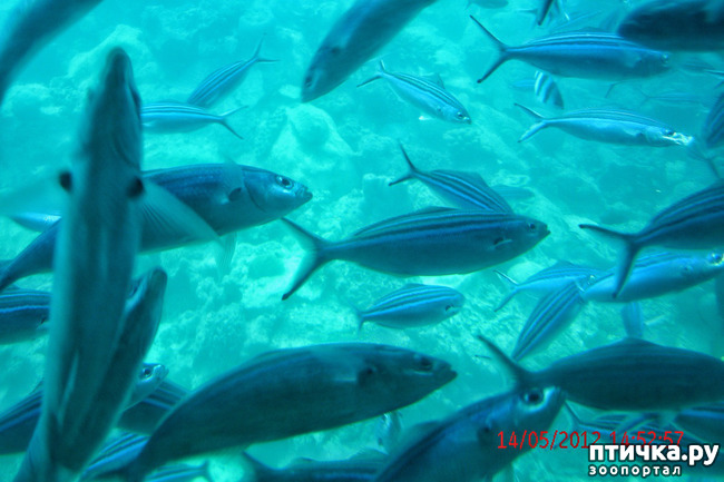 ���� 31: ������. ����������.