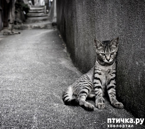 ����: ����������