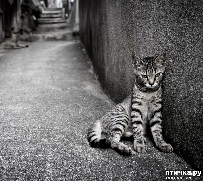 ���� 1: ����������