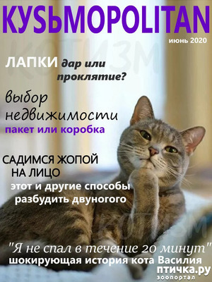 ����: KYS�MOPOLITAN