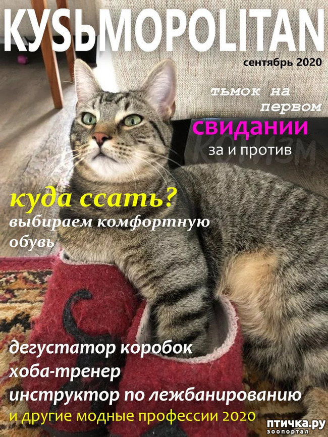 ���� 2: KYS�MOPOLITAN